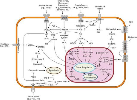 Las GPCR y el Premio Nobel de Química 2012