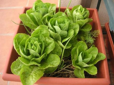 cogollos Cultivar vegetales de hoja para ensalada en una jardinera