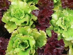 P1110125 300x225 Cultivar vegetales de hoja para ensalada en una jardinera