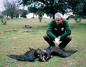 El problema de los cebos envenenados