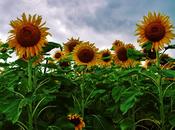 Mágicos girasoles