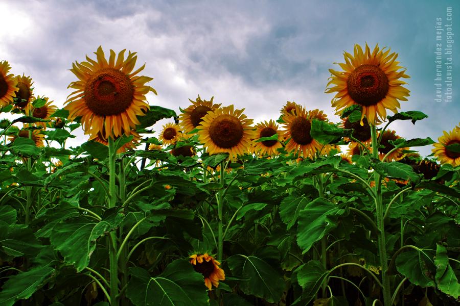Mágicos girasoles