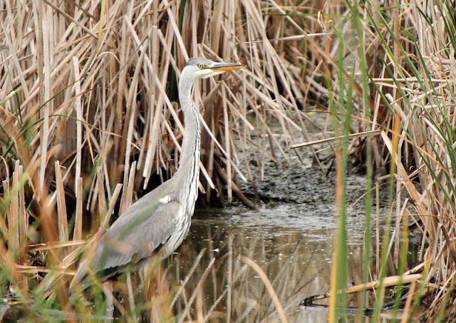 Birdwatching in the Ebro Delta-Pajareando por el Delta del Ebro