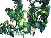 Arboles multifrutas