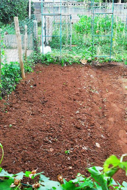 LA HUERTA  ¡ A SEMBRAR !...........(Habas y Escarolas).-