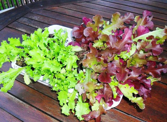 LA HUERTA  ¡ A SEMBRAR !...........(Habas y Escarolas).-