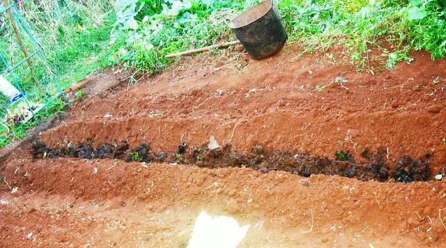 LA HUERTA  ¡ A SEMBRAR !...........(Habas y Escarolas).-