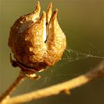 Ruda, y su característico aroma