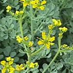 Ruda, y su característico aroma