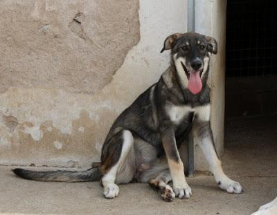 CACHORRONAS de MASTÍN... adopción, urgente!!!‏