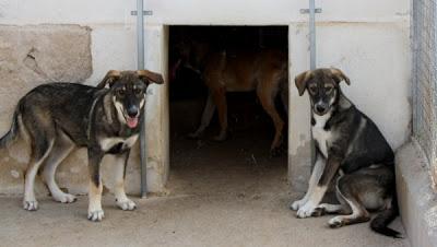 CACHORRONAS de MASTÍN... adopción, urgente!!!‏
