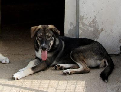 CACHORRONAS de MASTÍN... adopción, urgente!!!‏