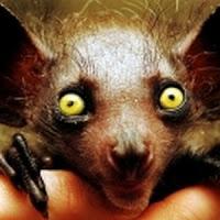 Aye-aye