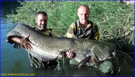 SALIDAS PARA PESCAR SILUROS EN EL RIO EBRO EMBALSE DE MEQUINENEZA SALIDAS PARA PESCAR SILUROS