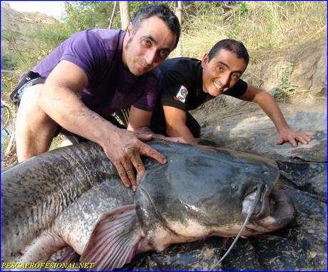 pesca del siluro SALIDAS PARA PESCAR SILUROS