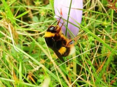 El polinizador universal