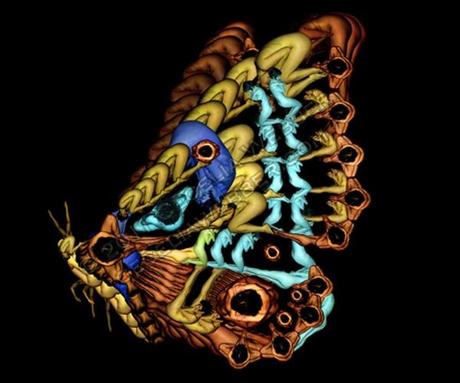 Flores y mariposas - Cecilia Webber
