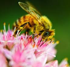 a460 El polen: Una joya nutritiva, mineralizante y revitalizante para el organismo.  