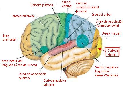 Qué pasa en nuestro cerebro mientras dormimos?