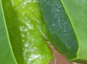 ANIMA: Prepara propia crema aloe forma sencilla