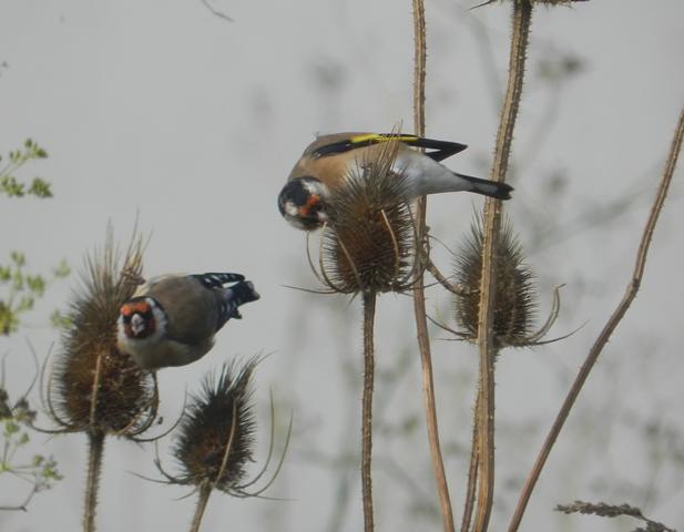 El equilibrista de los cardos