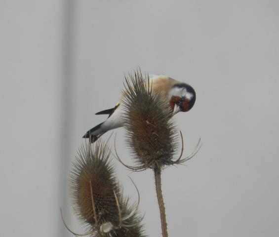 El equilibrista de los cardos