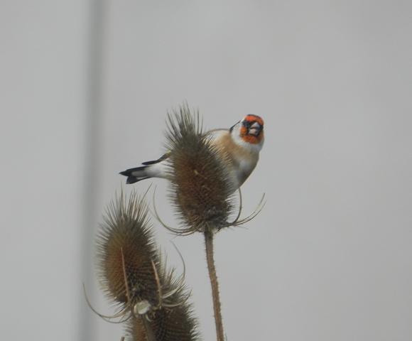 El equilibrista de los cardos
