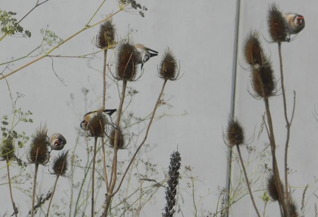 El equilibrista de los cardos