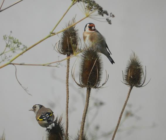 El equilibrista de los cardos