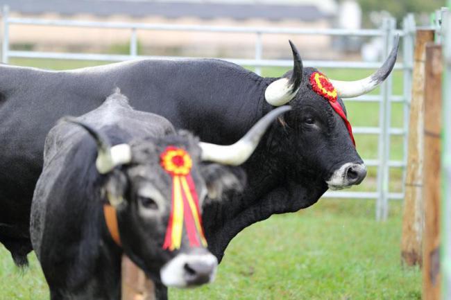 Olimpiada del Tudanco en Cabezón de la Sal | Imagen 81