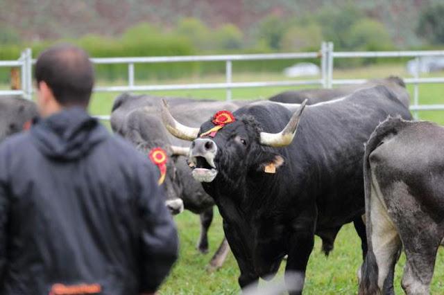 Éxito de la Olimpiada del Tudanco