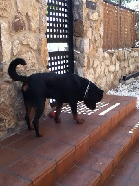 Rotwailer de dos añitos BUSCA HOGAR. (MADRID)