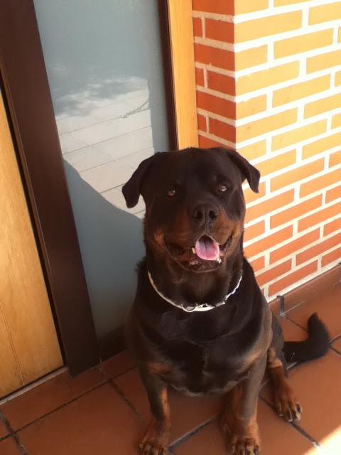 Rotwailer de dos añitos BUSCA HOGAR. (MADRID)