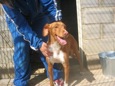 Niebla, solita en una jaula. PERRERA DE HUESCA.