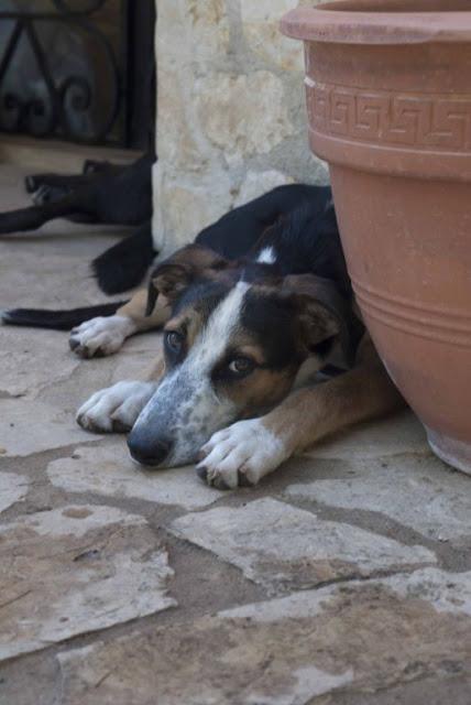 SAX, PRECIOSO CACHORRON DE 5 MESES EN ADOPCIÓN. (VALENCIA)