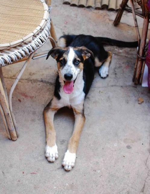 SAX, PRECIOSO CACHORRON DE 5 MESES EN ADOPCIÓN. (VALENCIA)