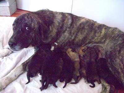 Mastina y 9 cachorros recién nacidos en el refugio. Ladridos Vagabundos (Granada)