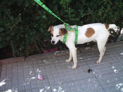 Jim muy urgente, su acogida no puede seguir teniéndolo. (HUELVA)