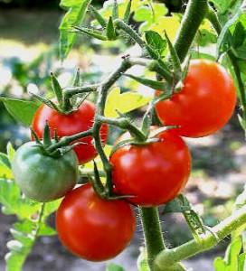El Consumo De Tomates Disminuye El Riesgo De Derrames Cerebrales