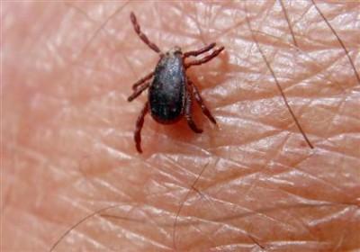 Aspectos básicos de la fiebre hemorrágica de Crimea-Congo