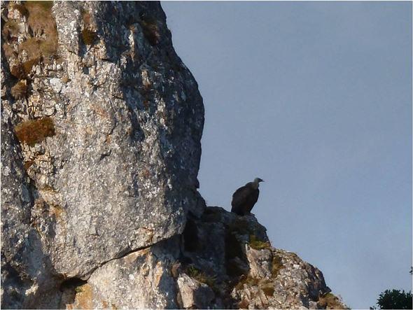 Buitres por Peñasendino