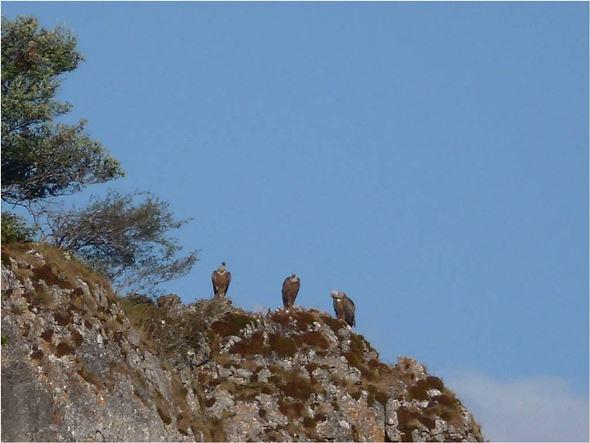 Buitres por Peñasendino