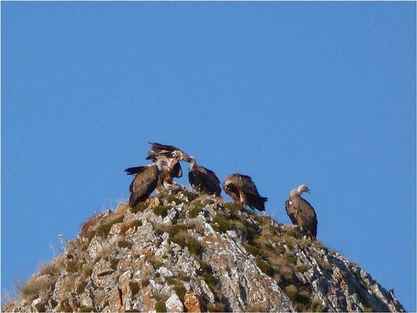 Buitres por Peñasendino