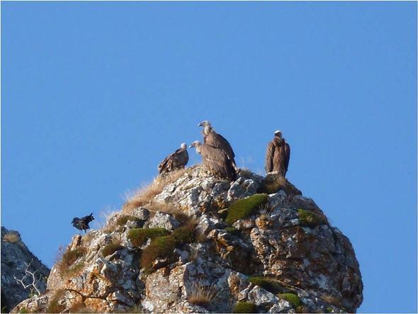 Buitres por Peñasendino