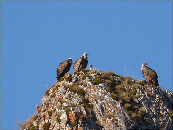 Buitres por Peñasendino