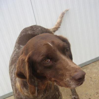 Foto: TROSKA BRACO ALEMAN  HEMBRA   12 AÑOS ESTA PERRITA HA SIDO DEJADA EN LA PERRERA CON 12 AÑITOS ,ES UNA PENA QUE LES CONDENEN SU VIDA A MORIR DE PENA EN UNA JAULA, CON TAN SOLO DOS DIAS ALLI, YA TENIA UNA CARITA DE PENA, QUE PARTIA EL CORAZON COMO SI SUPIERA QUE SU VIDA YA NO TIENE UN BUEN FUTURO... ES MUY BUENA CON OTRAS PERRITAS  PERRERA DE HUESCA Contacto: 974340197(perrera) o en el 620996790 (Sr. José).Se pueden visitar en la perrera, de Lunes a Viernes de 9:30 a 13:00h. Martes y Jueves de 16:00 a 18:00h.Todos estos perros se entregan en adopción desparasitados interna, externamente, vacunados de rabia, con pasaporte o cartilla y con microchip. La tasa es de 50 euros.  Todos necesitan un hogar, aunque los más mayores de edad y los que nadie mira, corren más riesgo de sacrificio.  SE ENVÍAN A OTRAS PROVINCIAS.