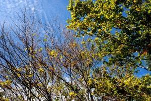 OTOÑO… EN EL BOSQUE ENCANTADO