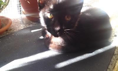 JACK - EL CHULO, BUSCA ADOPCIÓN!! ESTE GATITO ES LA LECHE!‏!!