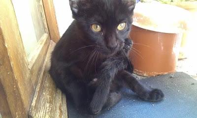 JACK - EL CHULO, BUSCA ADOPCIÓN!! ESTE GATITO ES LA LECHE!‏!!