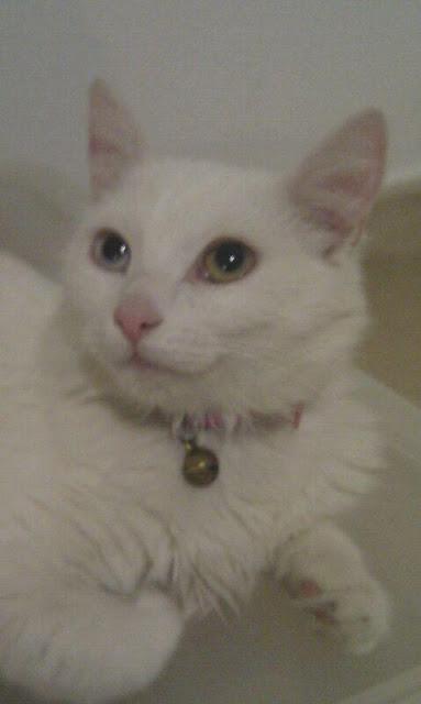 ALMA - GATITA VICTÍMA DE LAS TERRIBLES LLUVIAS DE MURCIA‏